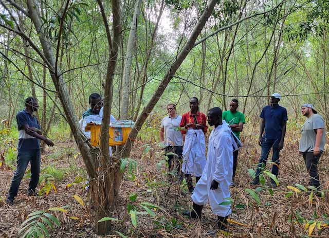 Installation de ruches dans les plantations d'acacias de SPF2B (Congo-Pool)