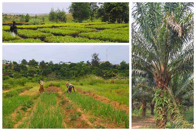 Pool_cultures-agricoles