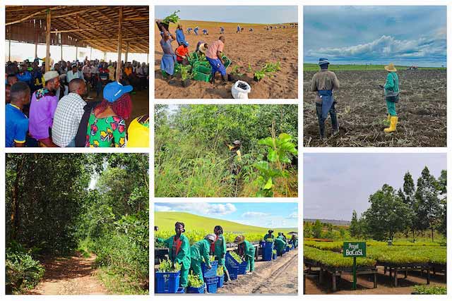 0Agroforesterie-Article-Makanisi